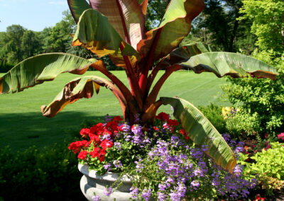 Tropical entry planter.