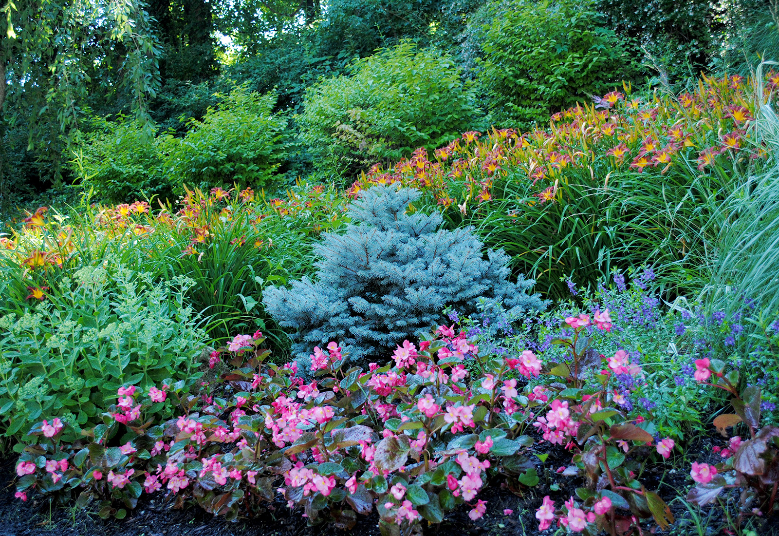 Natural planting design with annuals, perennials and shrubbery.
