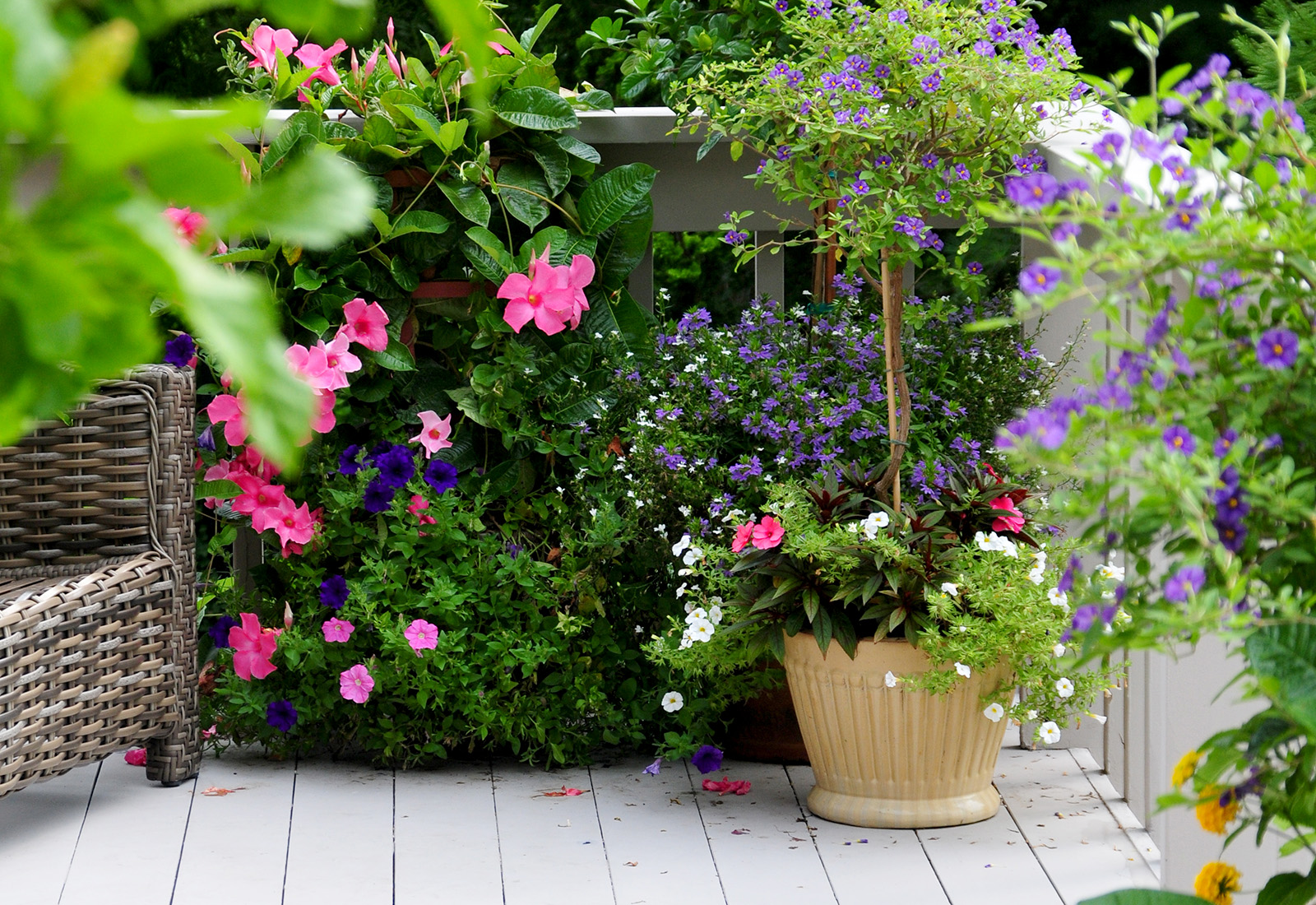 Summer color patio planters.