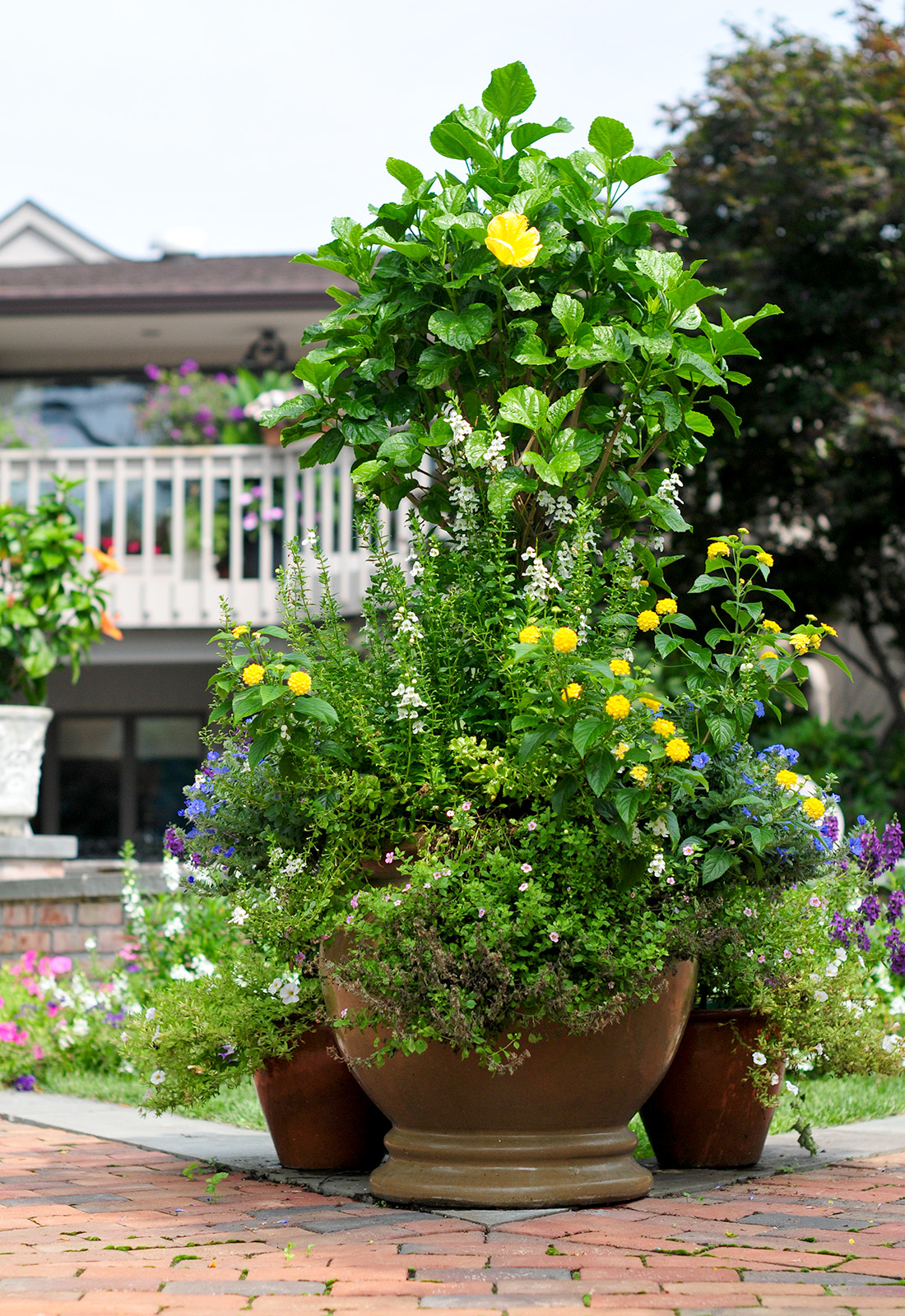 Summer flowering mixed patio planters.