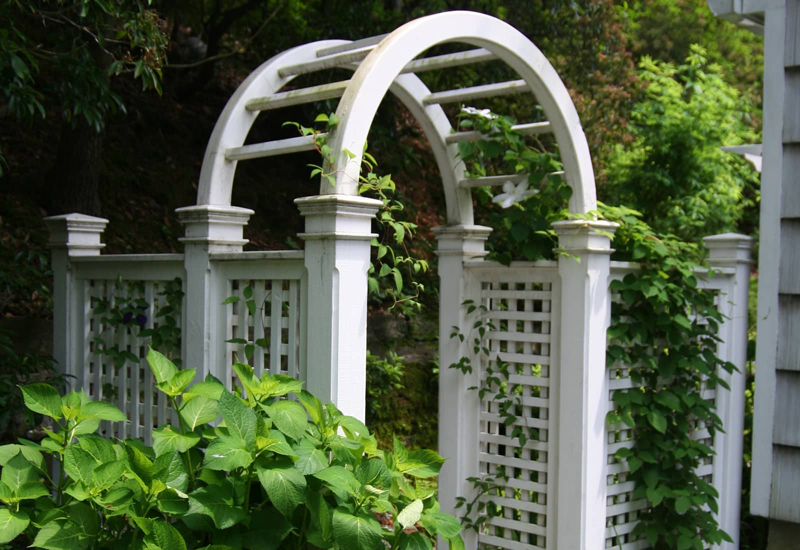 Arbor with Clematis