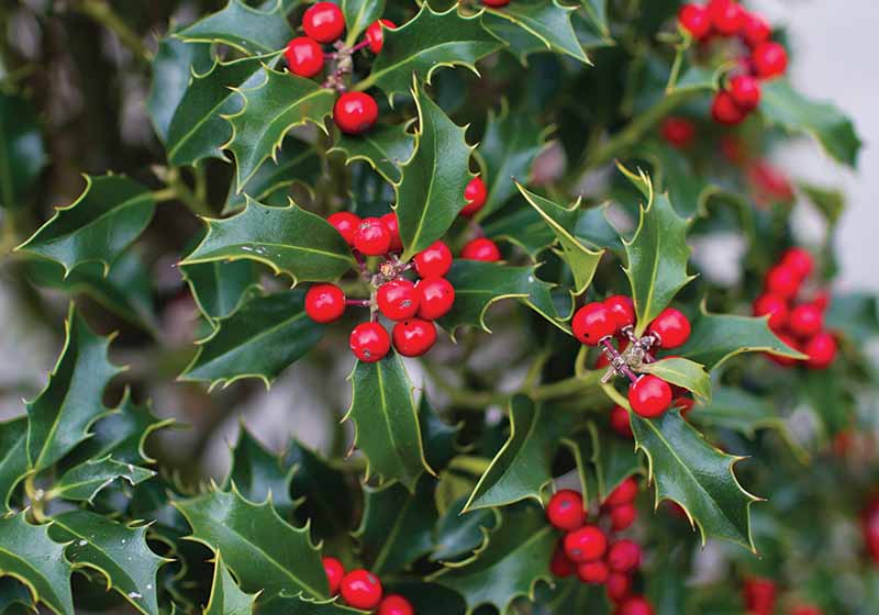 Evergreen Holly