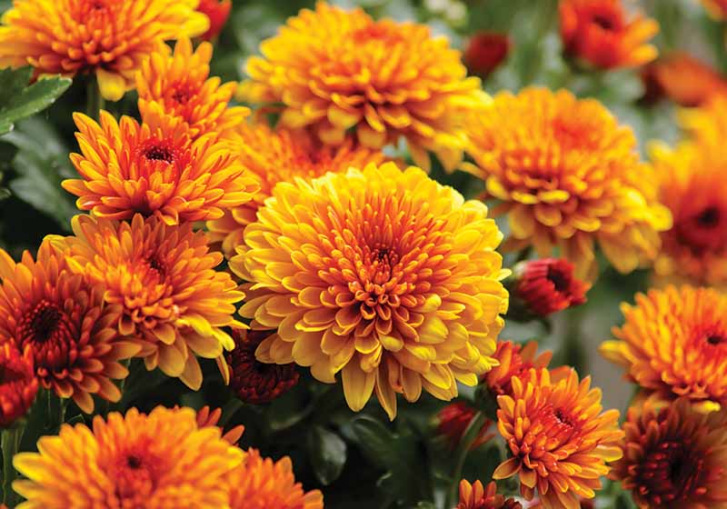 Fall Blooming Chrysanthemums