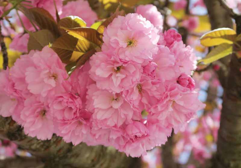 Kwanzan Flowering Cherry Tree