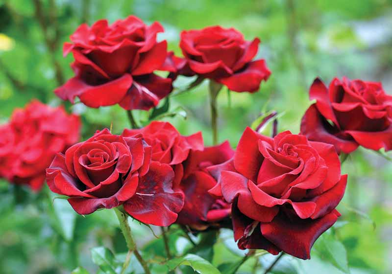 Red Garden Roses