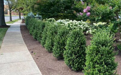 How to Create Privacy in Your Yard Without a Fence