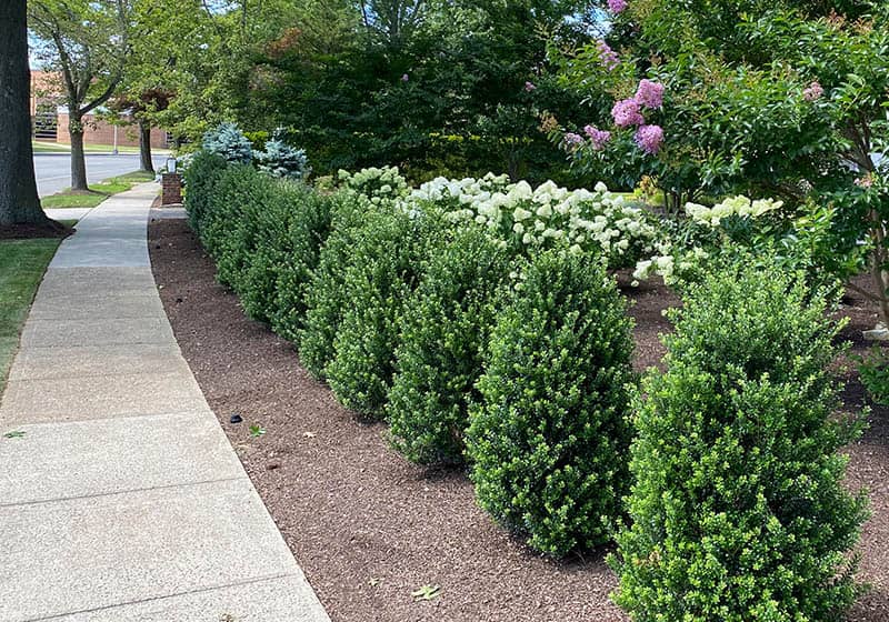 A neatly landscaped sidewalk bordered by small, trimmed evergreen shrubs and flowering bushes with white blossoms, surrounded by mulch and trees in the background.