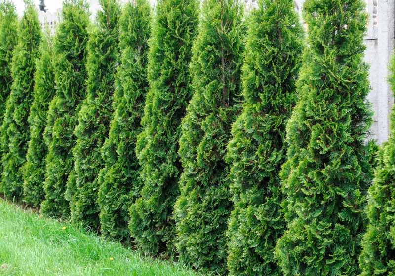 A row of dense, green arborvitae trees growing along a wooden fence, forming a natural privacy barrier. The grass beneath them is lush and well-maintained.
