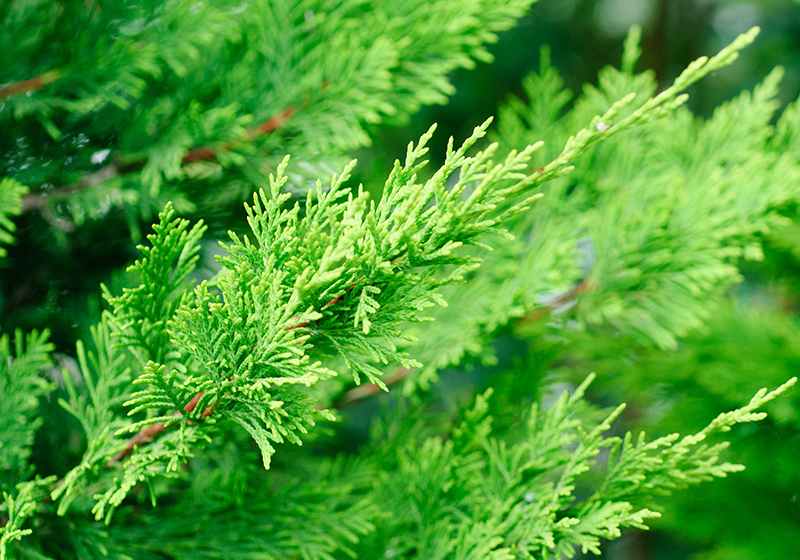 Close-up of bright green, needle-like leaves on a coniferous evergreen tree branch, with overlapping, lush foliage in the background.