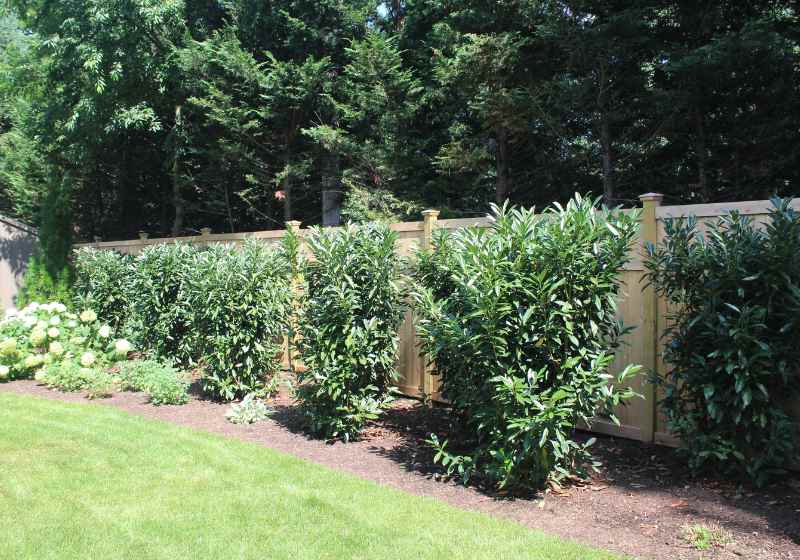 A row of green shrubs planted along a light wooden privacy fence in a landscaped garden, with grass in the foreground and tall evergreen trees in the background.