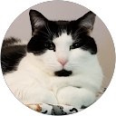 Mary Schuellein profile picture